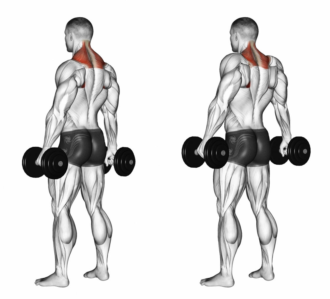 Dumbbell Shrug Hangi Kasları Çalıştırır?